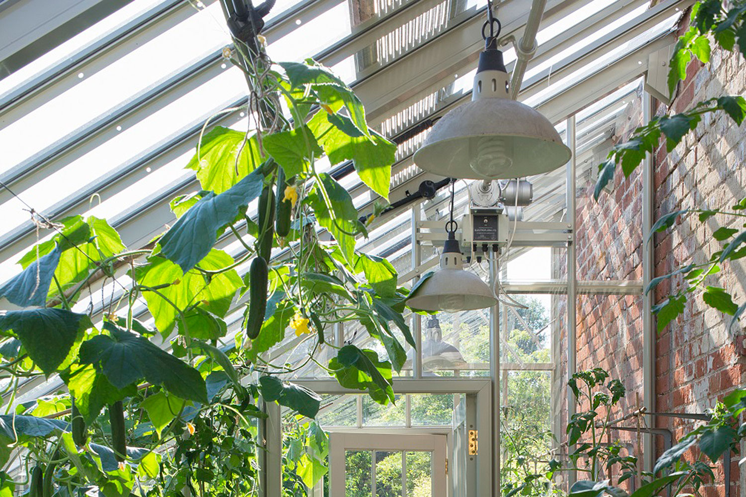Greenhouse lights in a lean-to glasshouse (Alitex greenhouse accessories)