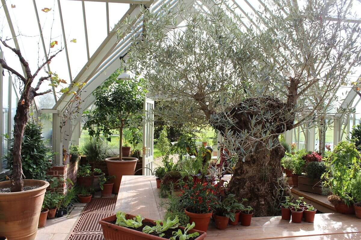 Inside the Lime Wood Greenhouse