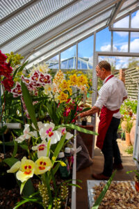 Man in red apron tending to a variety of colourful Orchids with blue sky in the background